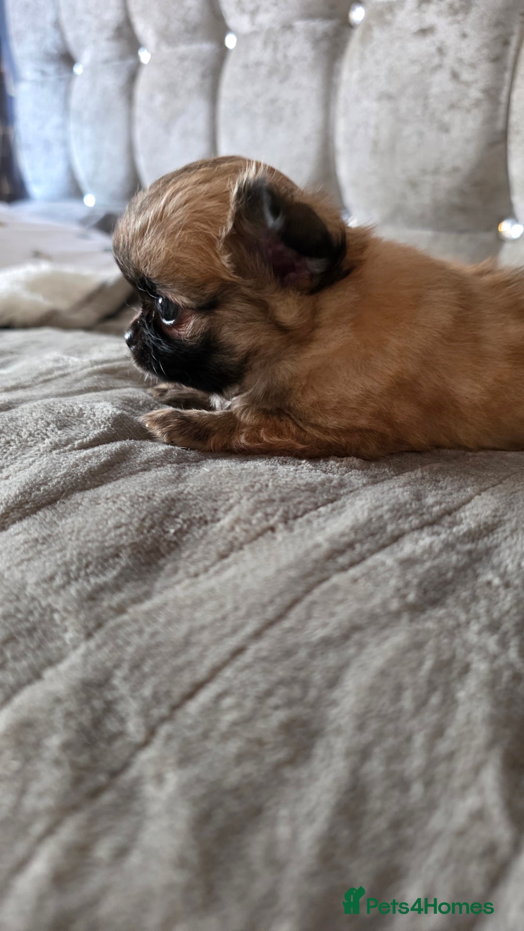 Chihuahua dogs for sale: Tiny Long-Haired Chihuahua Puppies - Image 14