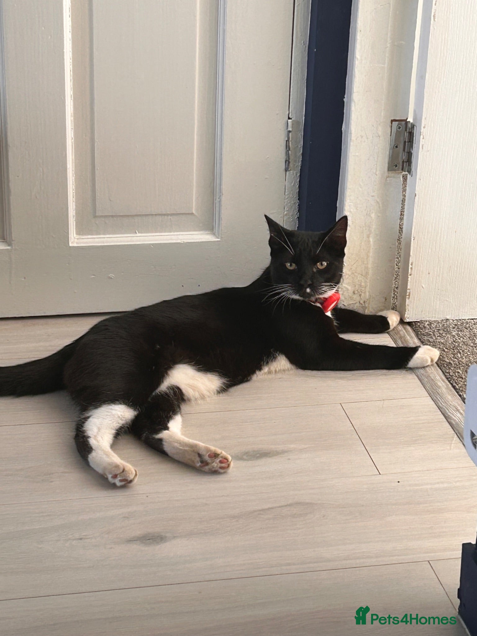Mixed Breed cats Loveable brothers  - Advert 1