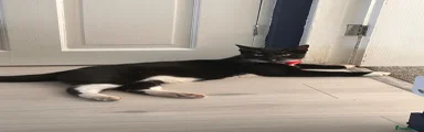 Pepper
