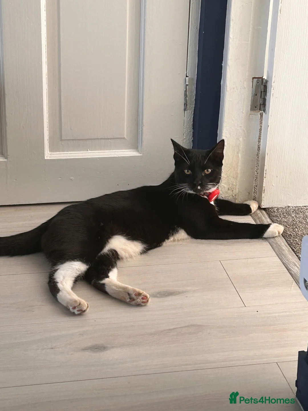 Mixed Breed cats for sale: Loveable brothers  - Advert 1