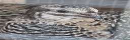 Quail poultry for sale: Hatching eggs sparkly and glitters  - Advert 33