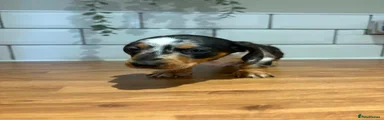 Dachshund 4
