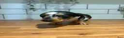 Dachshund dogs for sale: Beautiful dachshund puppies - Advert 8