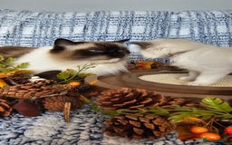Ragdoll cats for sale: 💎 2 Exceptional Pedigree Ragdolls-young adults💎 - Image 23