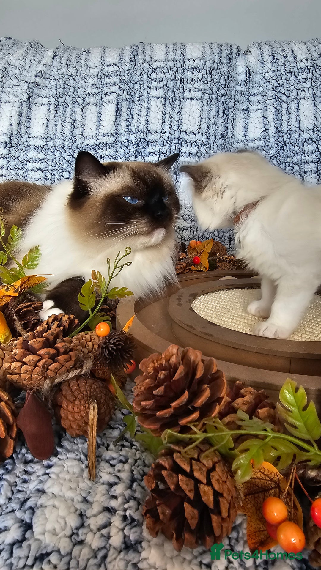 Ragdoll cats for sale: 💎 2 Exceptional Pedigree Ragdolls-young adults💎 - Image 23