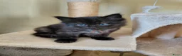 Mixed Breed cats for sale: 5 kittens are looking for a forever home - Advert 6
