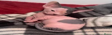 Sphynx 2
