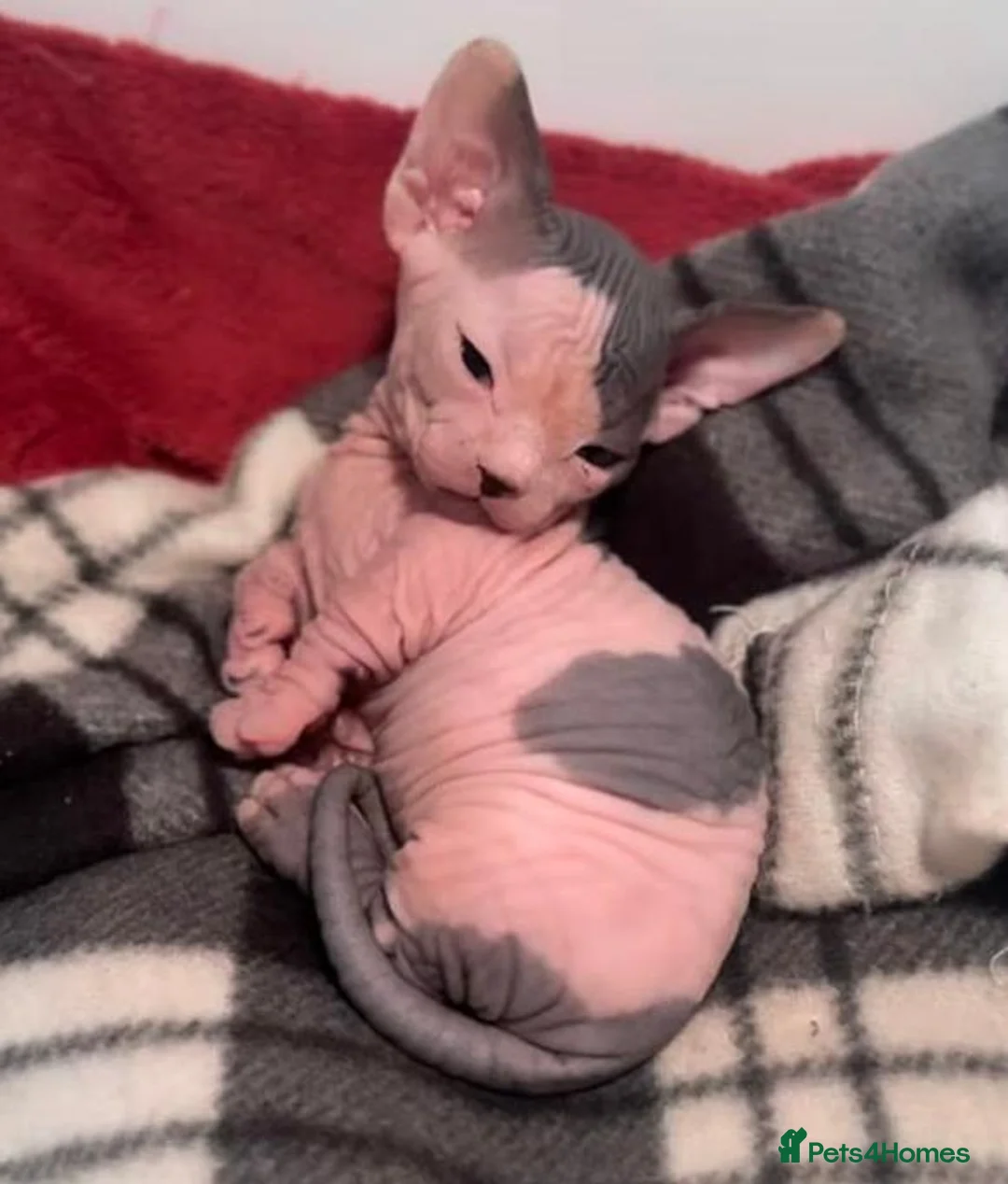 Sphynx cats for sale: Uniquely Beautiful, Naturally Adorable-Sphynx  in Belfast - Advert 2