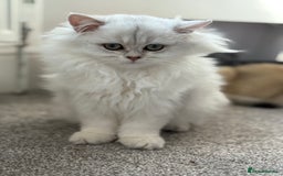 British Longhair cats for sale: ✨ Three adorable British Short/longhair kittens  - Image 30