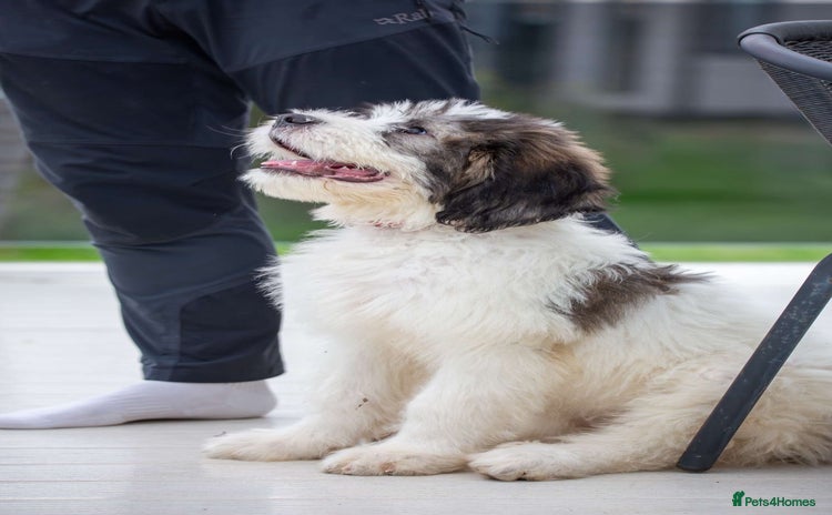 Mixed Breed dogs - Advert 8