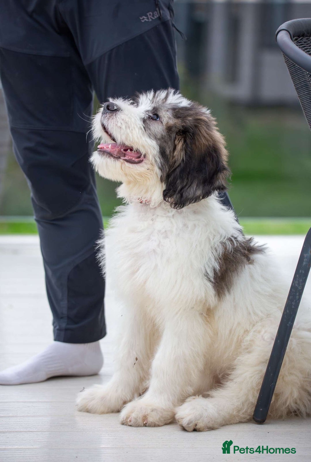 German Shepherd St Bernard X Golden Retriever German Shepherd Lab - Main Image