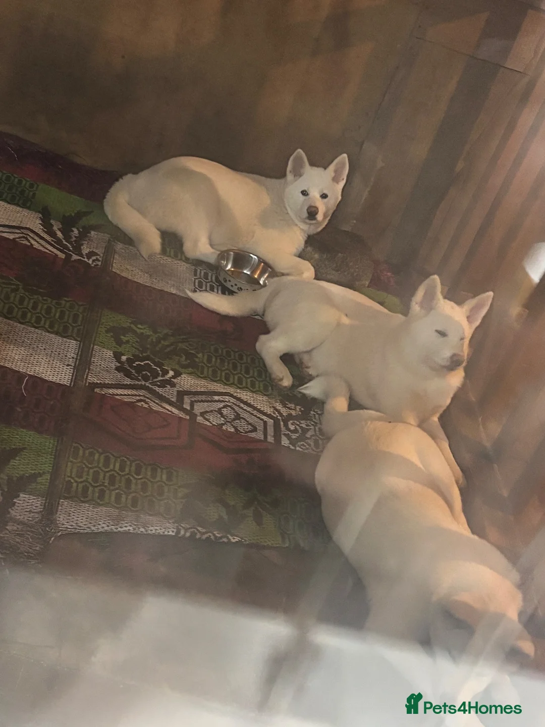 Japanese Akita Inu dogs for sale: Japanese Akita Puppies  - Advert 1