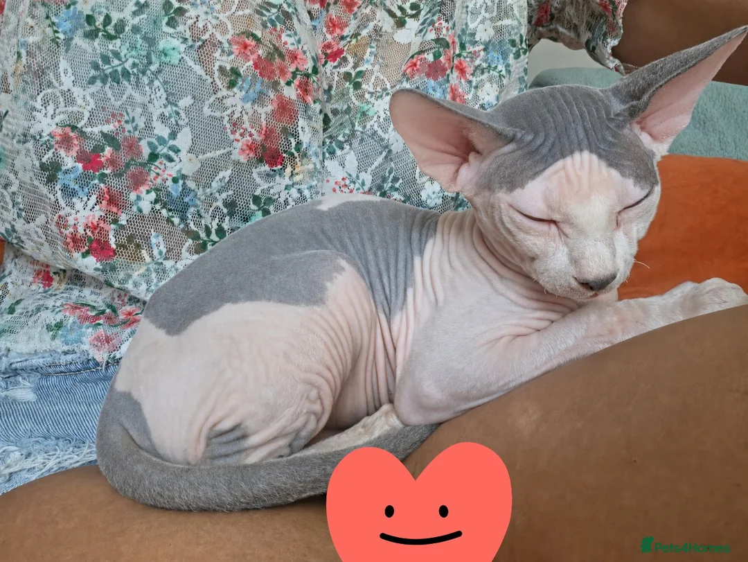 Sphynx cats for sale: Lovely sphynx cat looking for new home - Advert 1