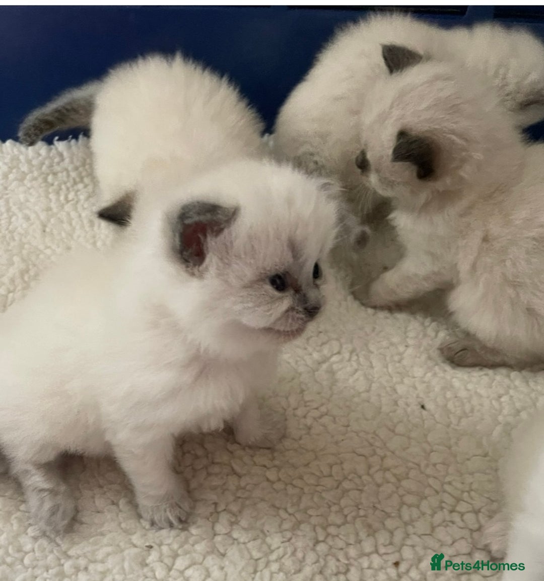 Ragdoll cats for sale: Beautiful Ragdoll kittens - Image 5