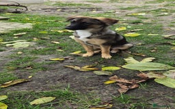 Mixed Breed dogs for adoption: 💖🐶 AMAYA 🐶💖 - Image 9