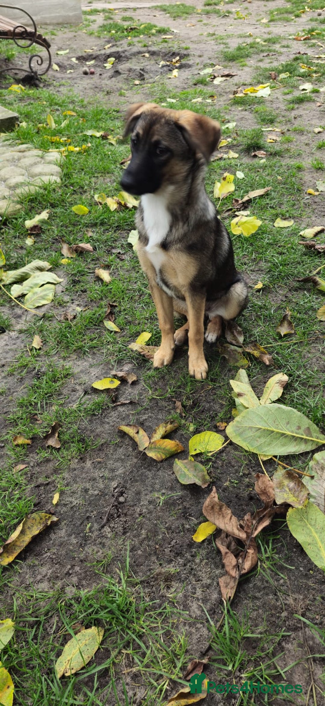 Mixed Breed dogs for adoption: 💖🐶 AMAYA 🐶💖 - Image 9