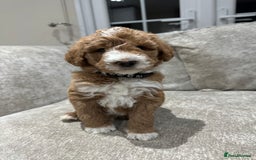 Australian Labradoodle dogs for sale: Australian Labradoodles - Image 12