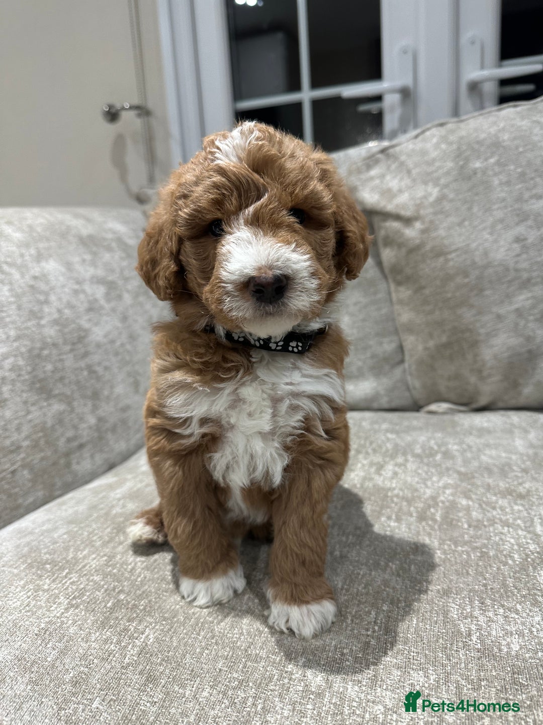 Australian Labradoodle dogs for sale: Australian Labradoodles - Image 12