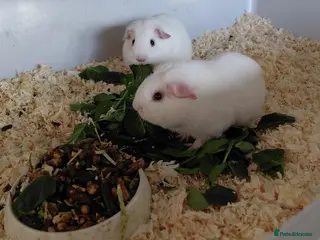 Guinea Pig rodents Pure breed guinea pigs - Advert 1