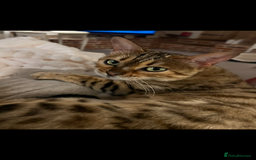 Bengal cats for sale: Beautiful Bengal  - Image 1