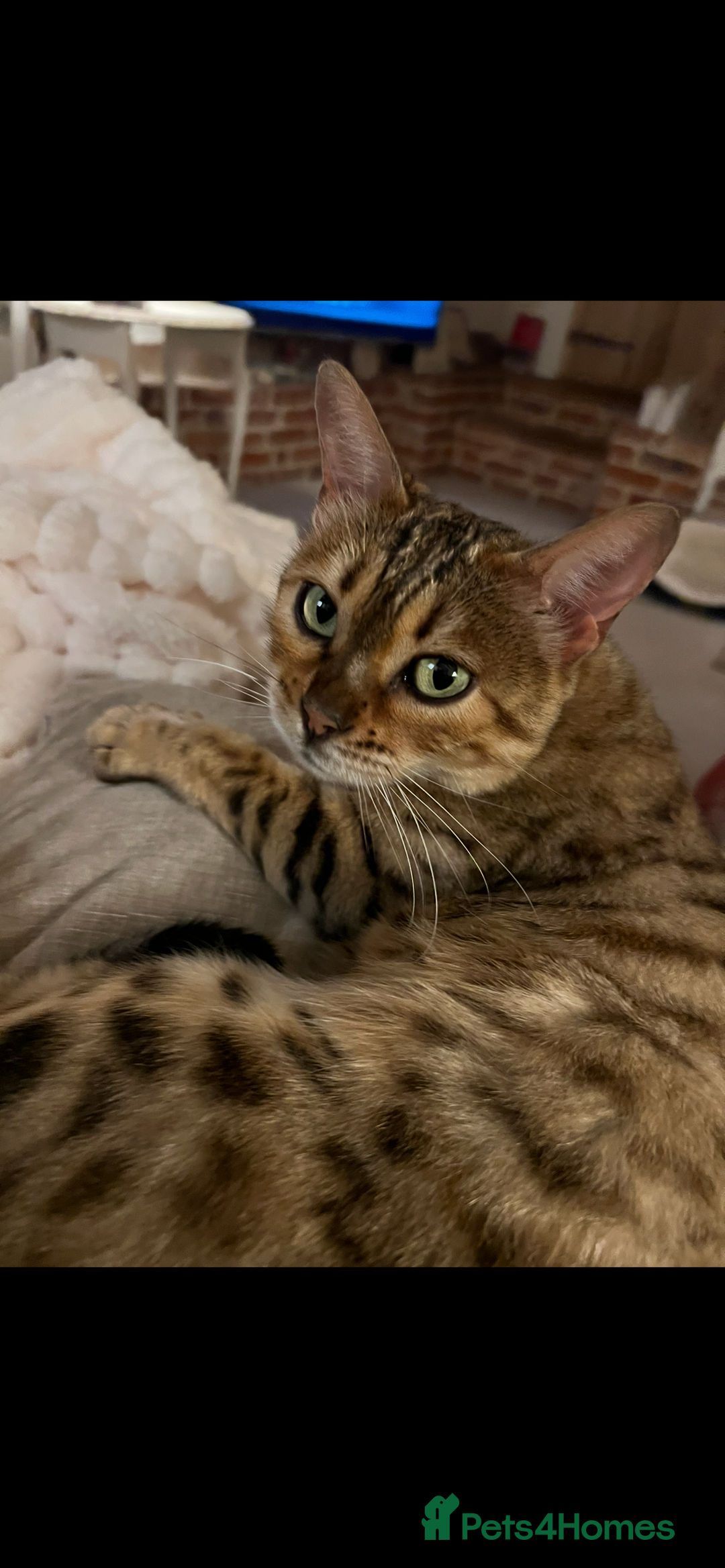 Bengal cats for sale: Beautiful Bengal  - Image 1