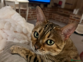 Bengal cats for sale - Advert 1