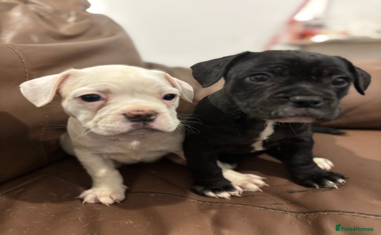 Mixed Breed dogs - Advert 15