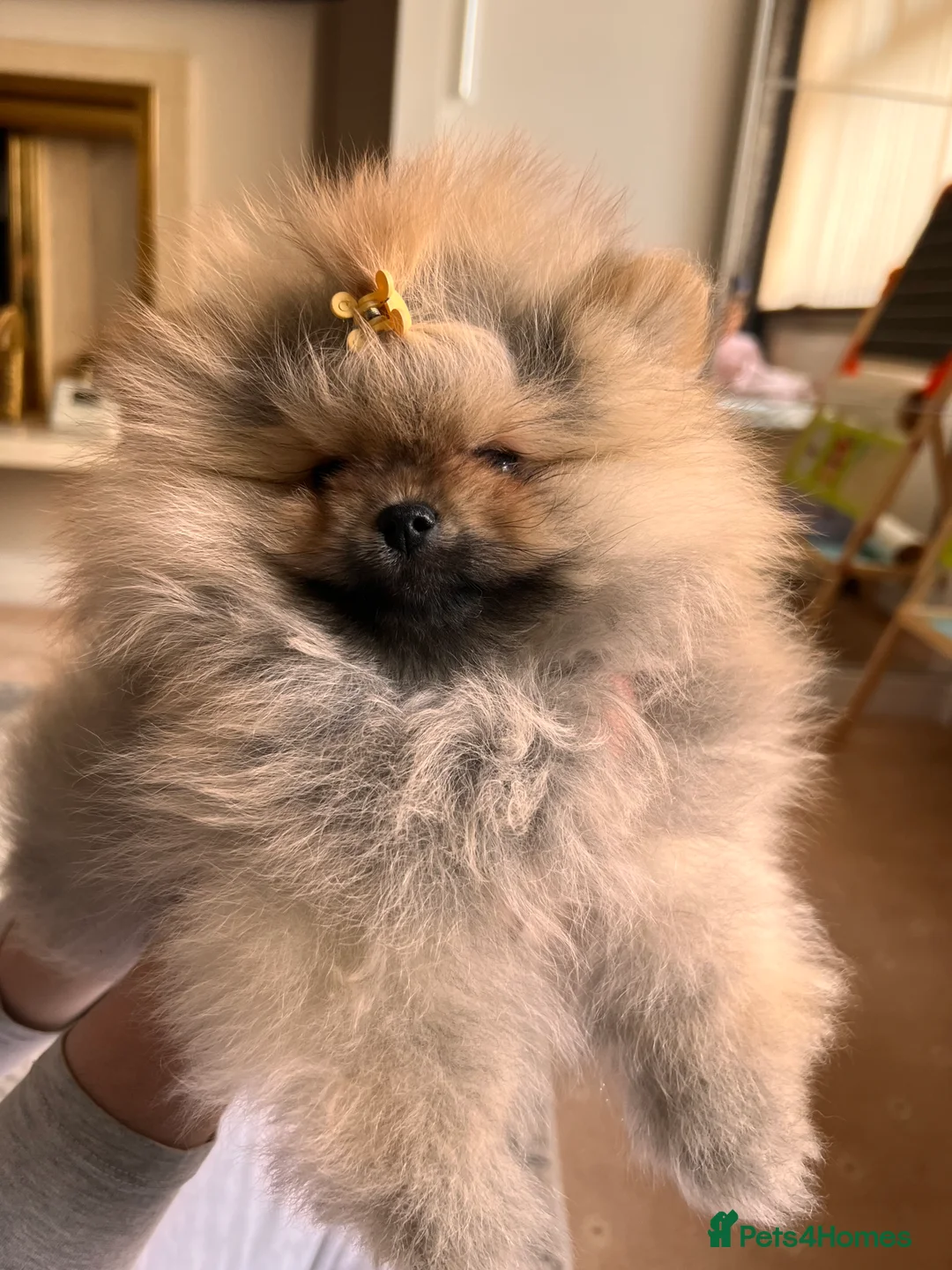Pomeranian dogs for sale: Pomeranian Puppies looking for their new homes❤️ - Advert 4