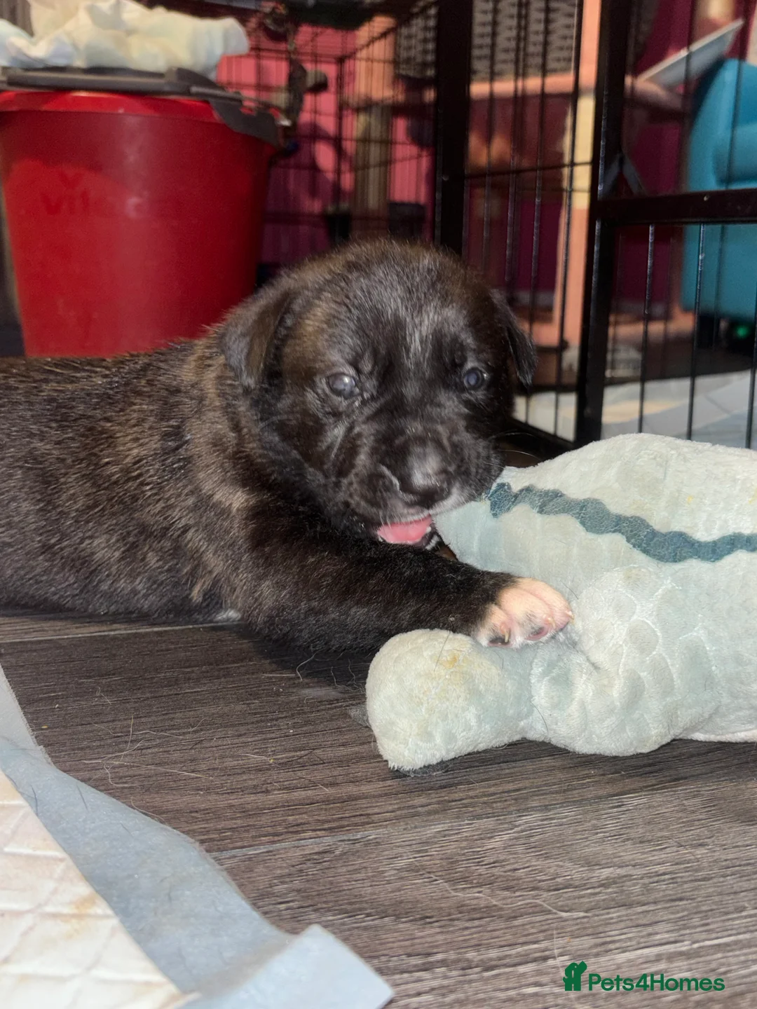 Mixed Breed dogs for sale: 10 beautiful puppies canecorso X huskyakita - Advert 23