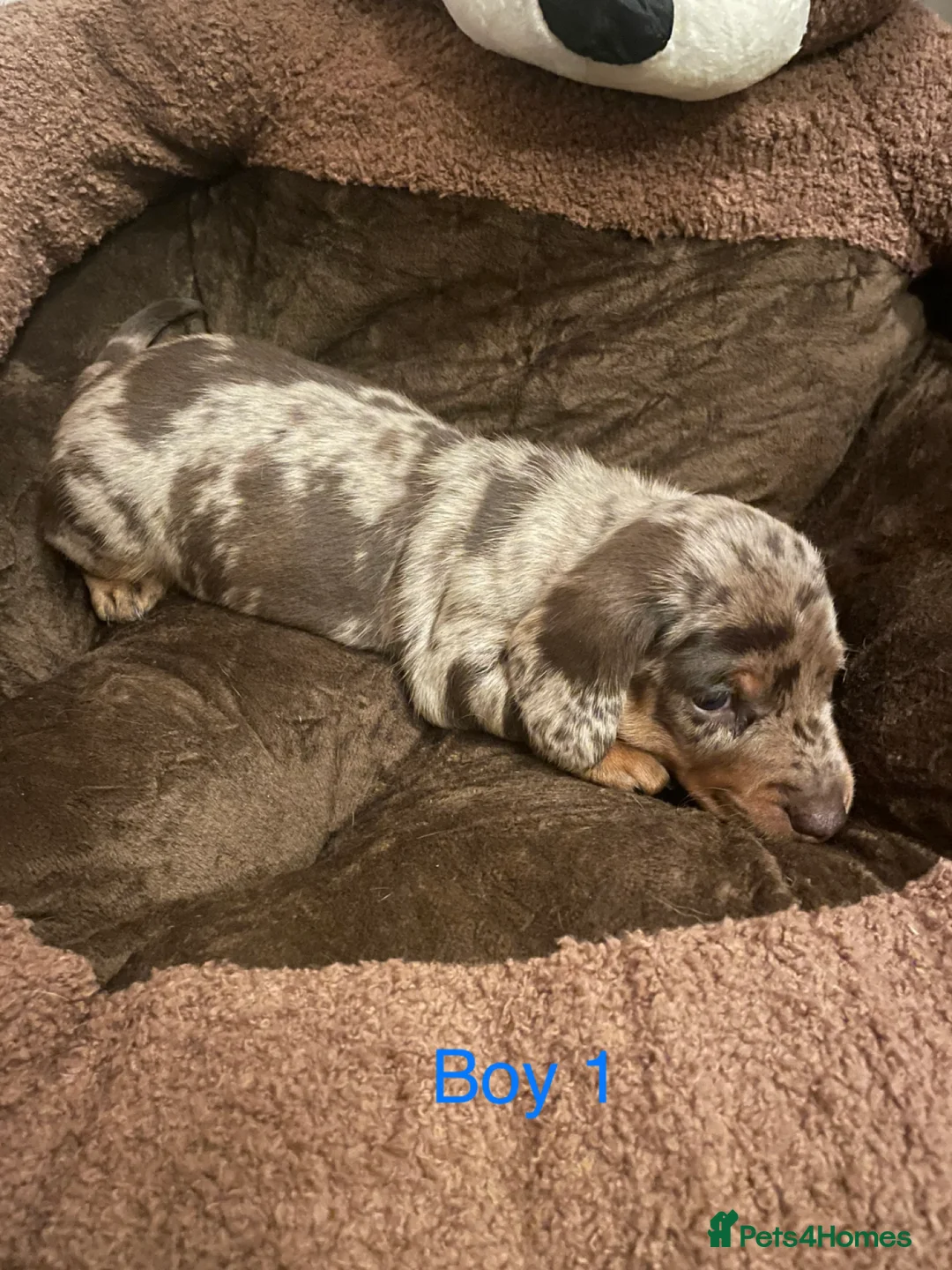 Miniature Dachshund dogs for sale: Miniature dapple piebald puppies - Advert 10