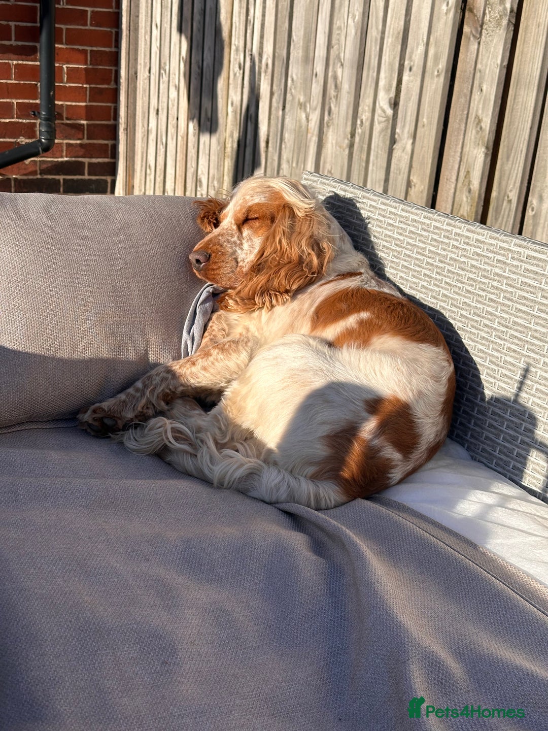 Cocker Spaniel dogs for stud: KC REGISTERED ORANGE ROAN SHOW COCKER SPANIEL STUD in Barnsley - Advert 13