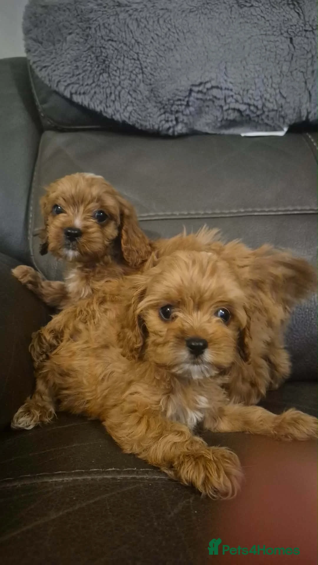 Cavapoo dogs for sale: 2 beautiful boy cavapoos in Dereham - Advert 2