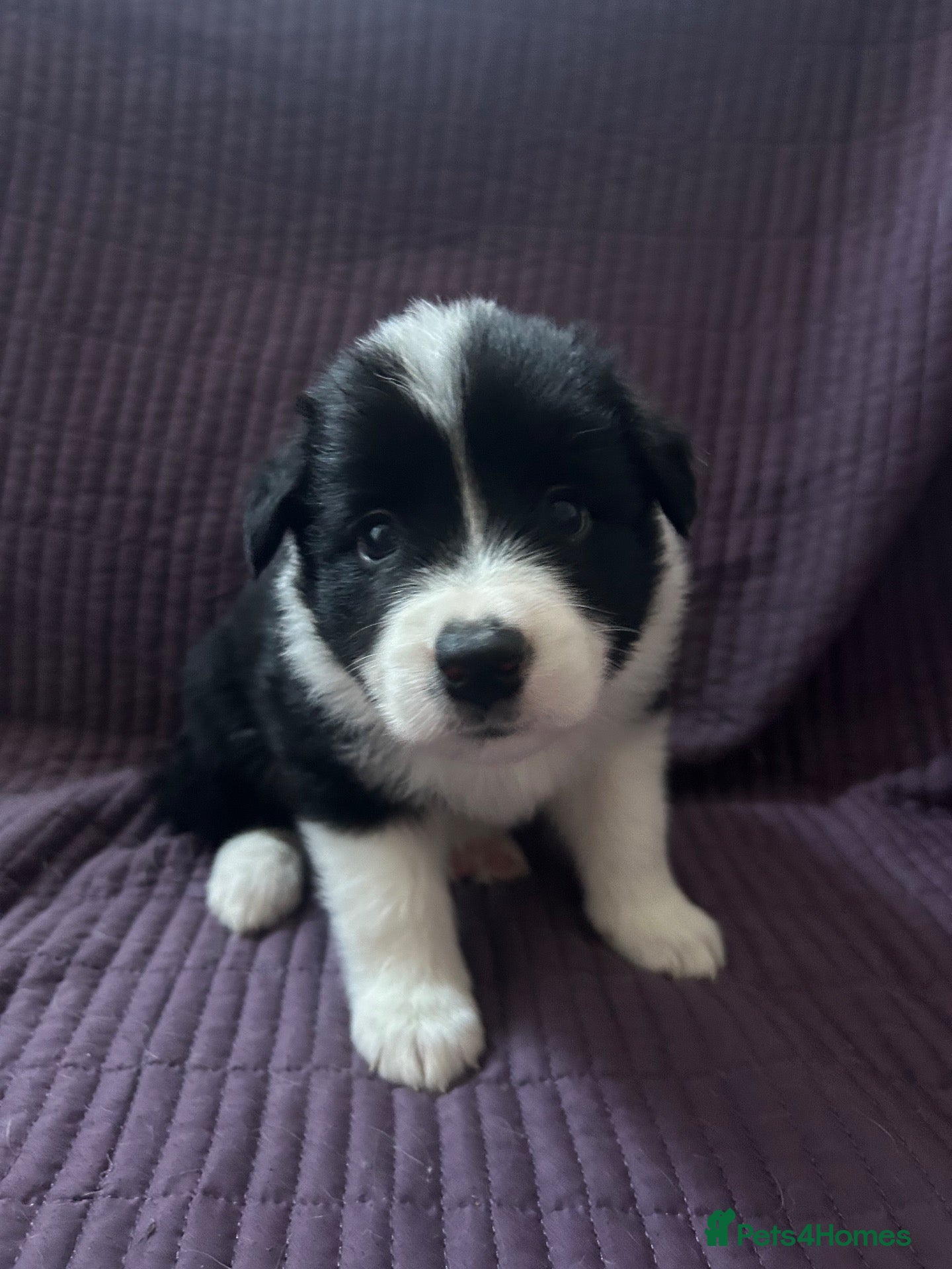 Border Collie dogs KC reg. Border Collie puppies!!! - Advert 1
