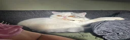 Exotic cats for sale: Exotic Male - Advert 6