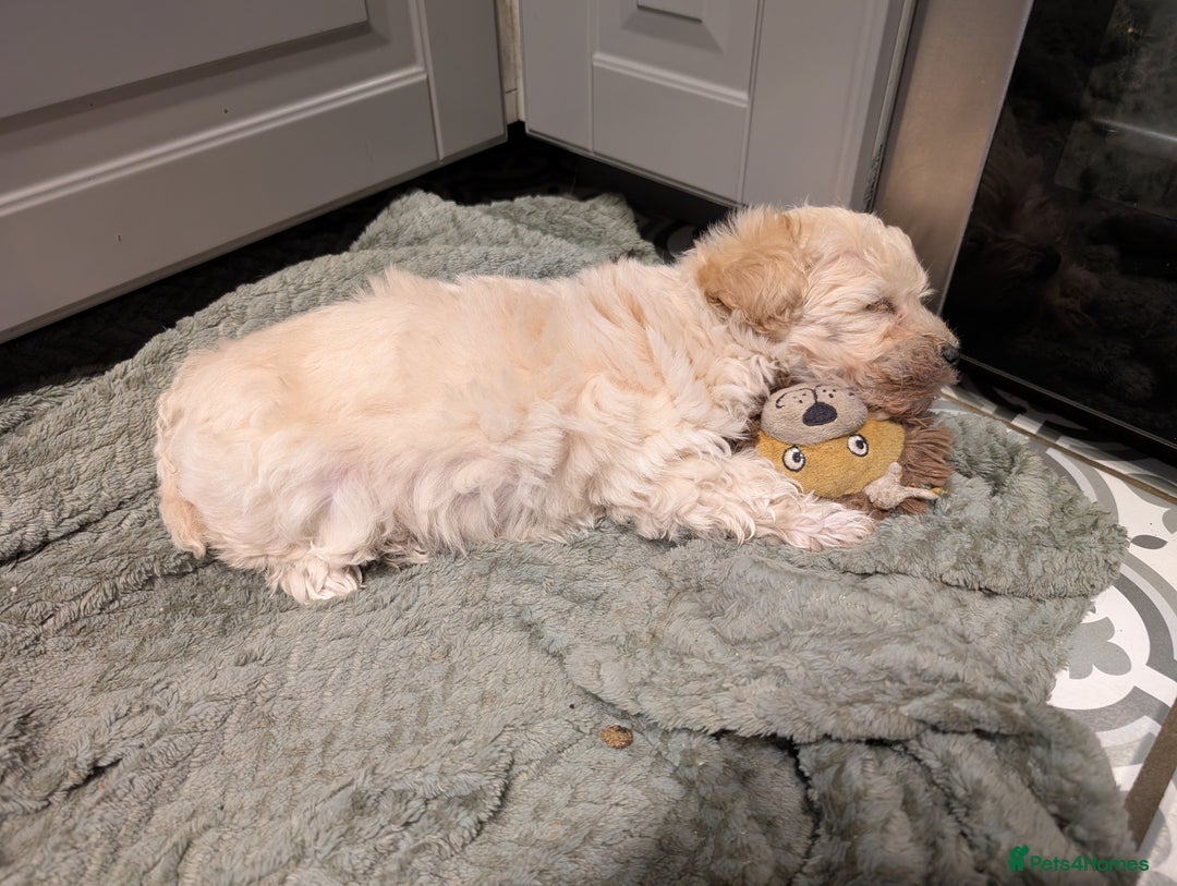 Maltipoo dogs for sale: Last Beautiful tiny female puppy available  - Image 12