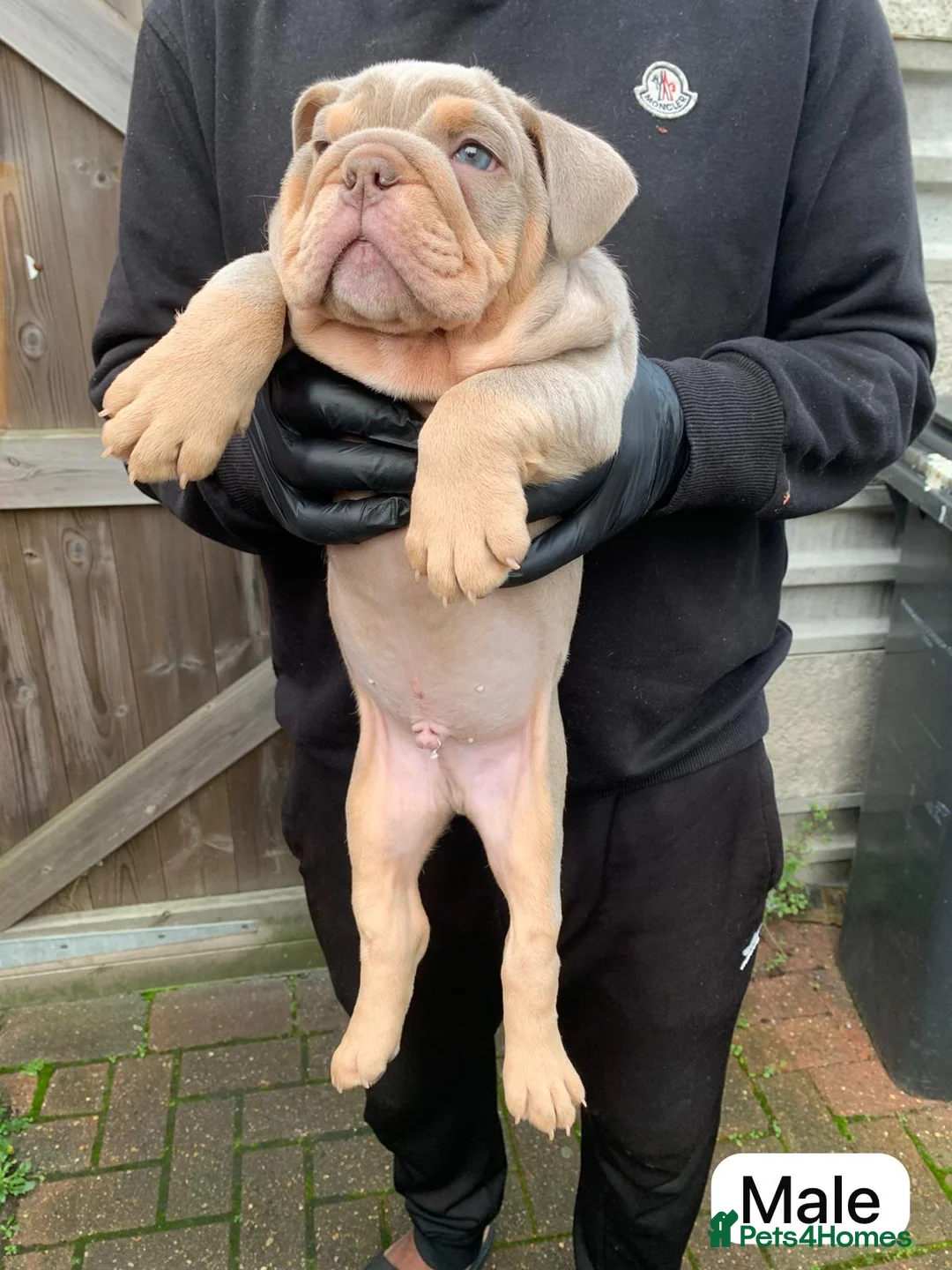 English Bulldog dogs for sale: 2 TOP QUALITY ENGLISH BULLDOG PUPPIES REMAINING  - Advert 4