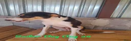 Mixed Breed dogs for adoption: Sailor Boy, 2 yrs approx. Available for adoption. - Advert 4