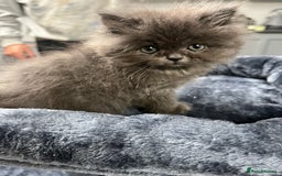 Ragdoll cats for sale: Ragdoll x Persian kittens  - Image 5