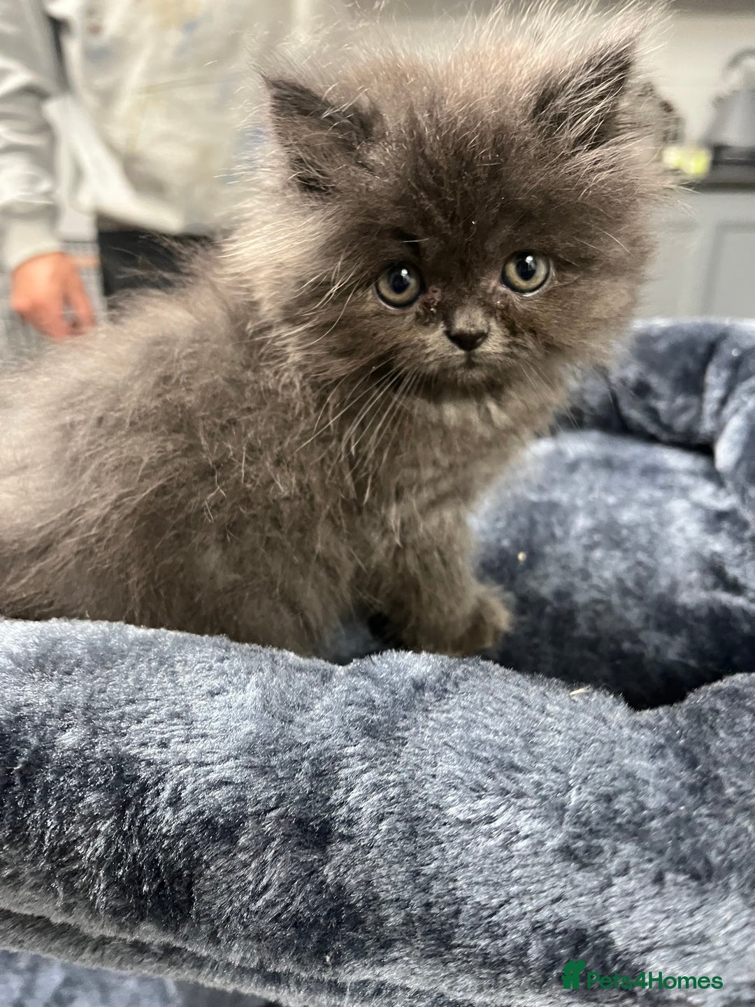 Ragdoll cats for sale: Ragdoll x Persian kittens  - Image 5