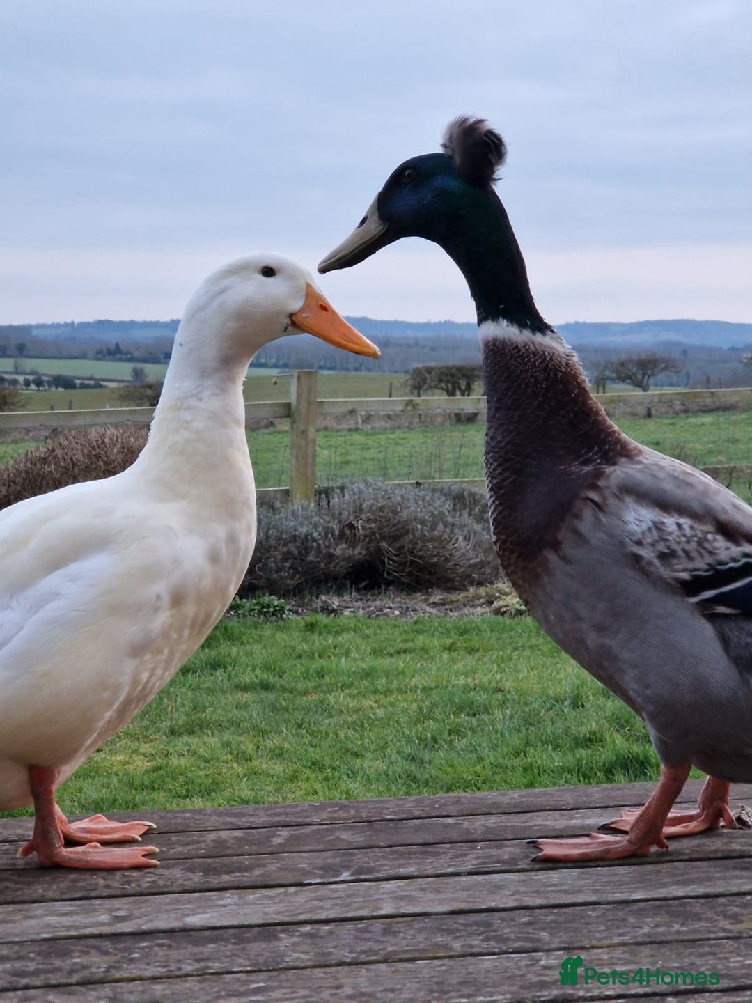 Ducks poultry for sale: Runner Duck x Khaki Campbell - Image 2