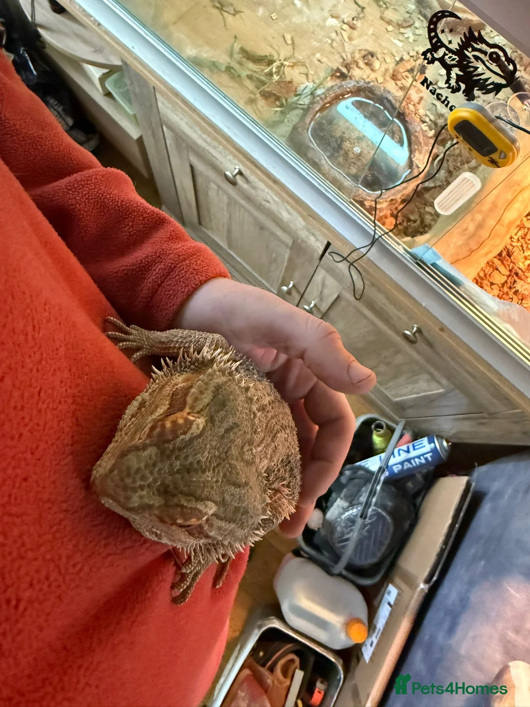Bearded Dragon reptiles for sale: Bearded Dragon with full 4ft vivarium set up in Chesterfield - Advert 2
