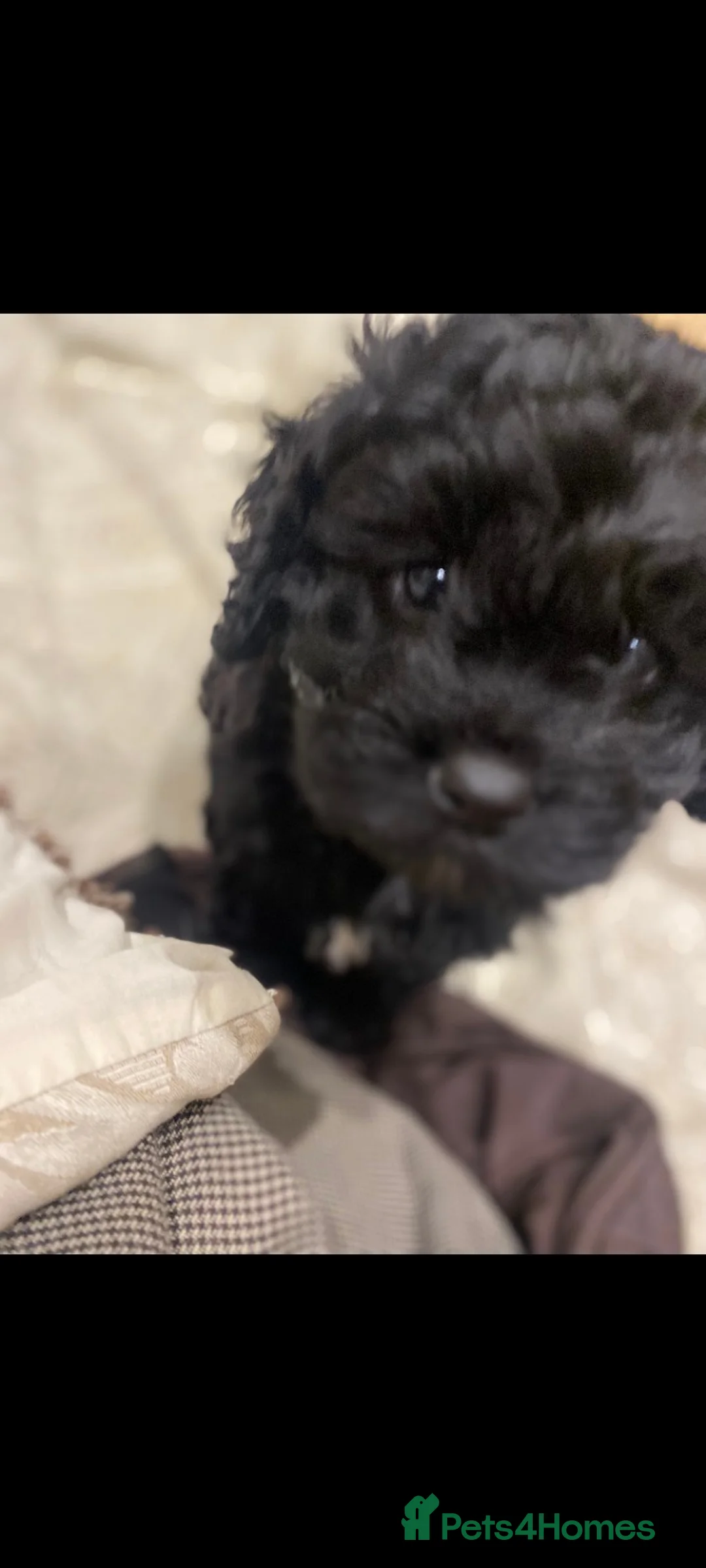 Cavapoo dogs for sale: Cavapoo baby - Advert 3