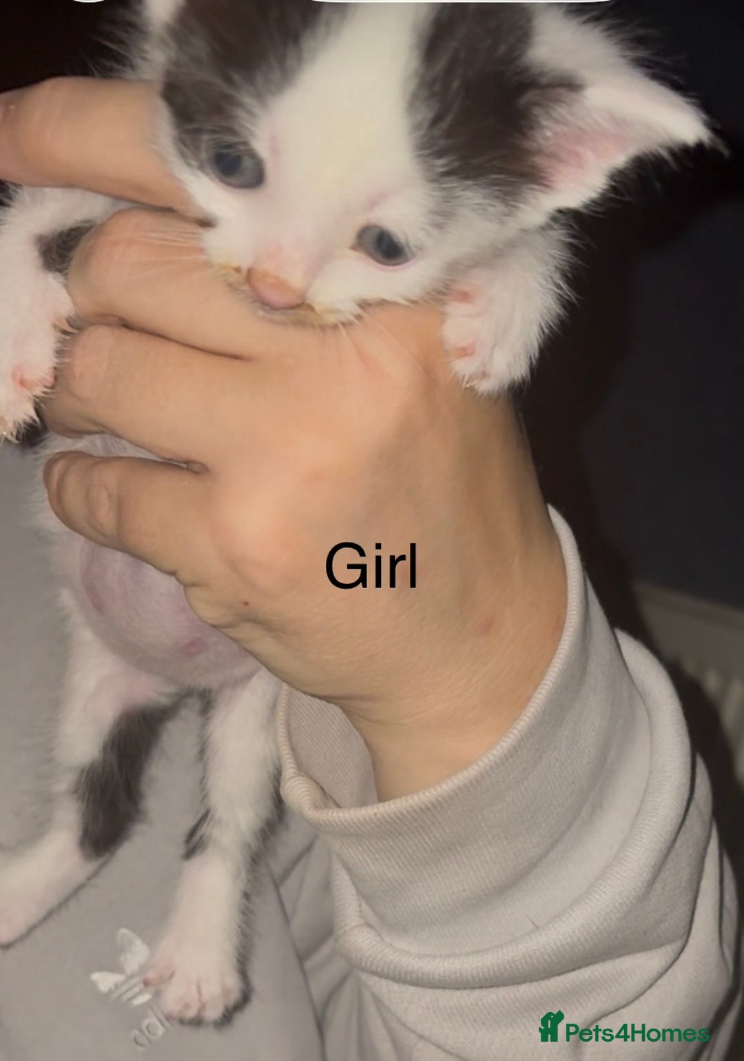 Mixed Breed cats for sale: Beautiful Kittens For Sale  - Advert 12