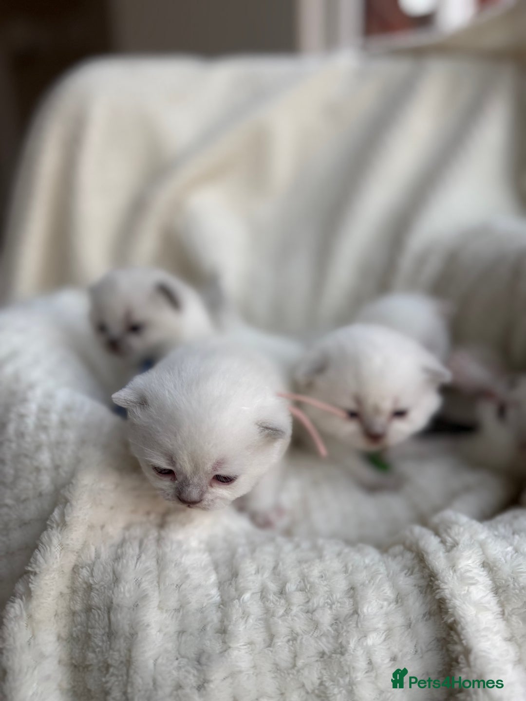 British Shorthair cats for sale: 5 lilac colour point kittens  - Advert 4