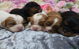 Cavalier King Charles Spaniel dogs for sale: Beautiful KC reg Cavalier King Charles Puppies  - Advert 8