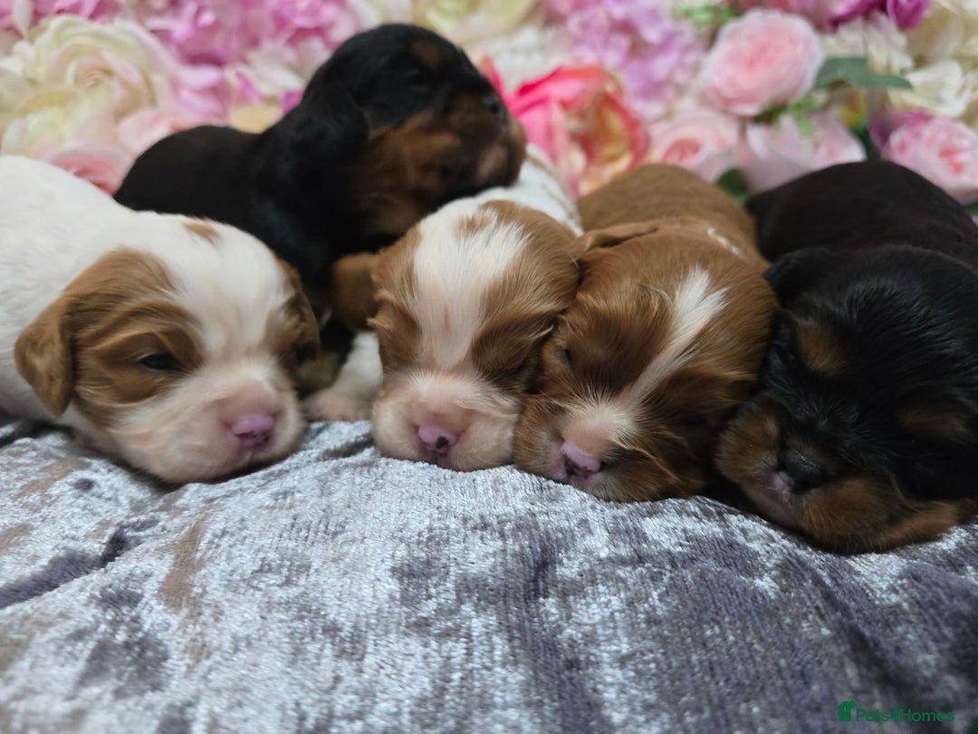 Cavalier King Charles Spaniel dogs for sale: Beautiful KC reg Cavalier King Charles Puppies  - Advert 8