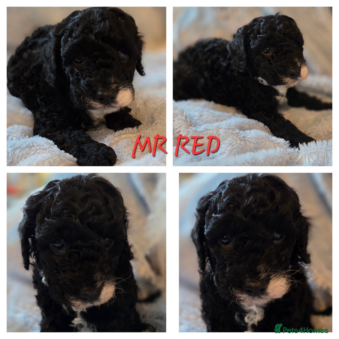 Cavapoo dogs for sale: F1B Cavapoo Puppies 4 boys avialable - Advert 2