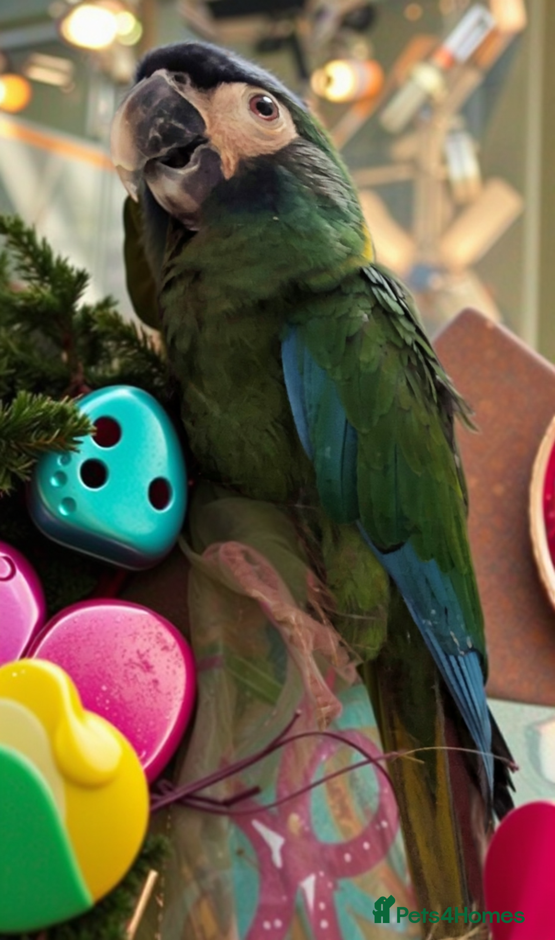 Macaws birds for sale: Golden collard Macaw Yellow collard Macaw  - Advert 4