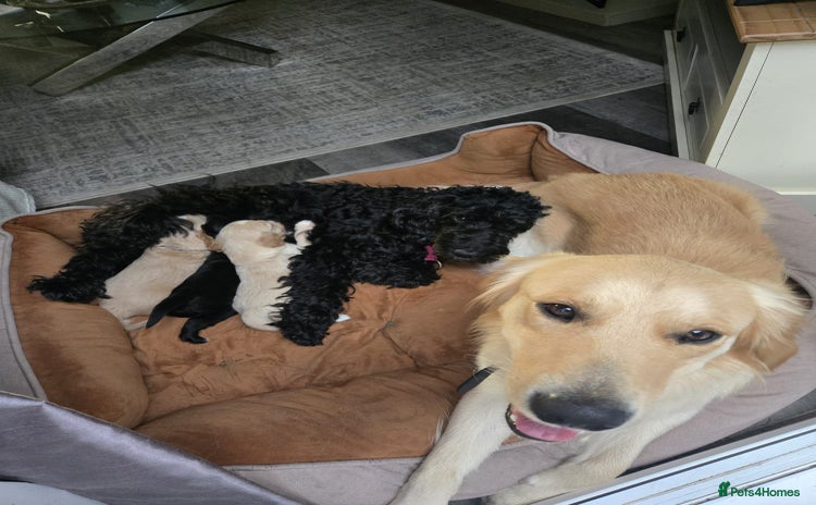 Mixed Breed dogs - Advert 3
