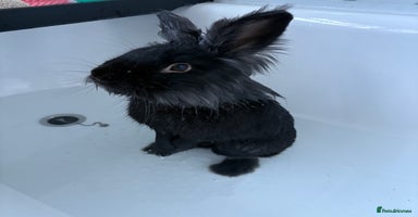 Lionhead rabbits - Advert 4